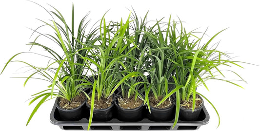 Liriope Super Blue | 10 Live 4 Inch Plants | Liriope muscari 'Super Blue' | Ornamental Ground Cover Plants | Shade-Tolerant Landscaping Perennial