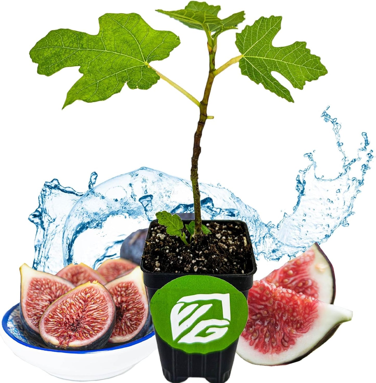 Black Mission Fig Tree Live Plant - Ficus carica - Wellspring Gardens Starter Plant