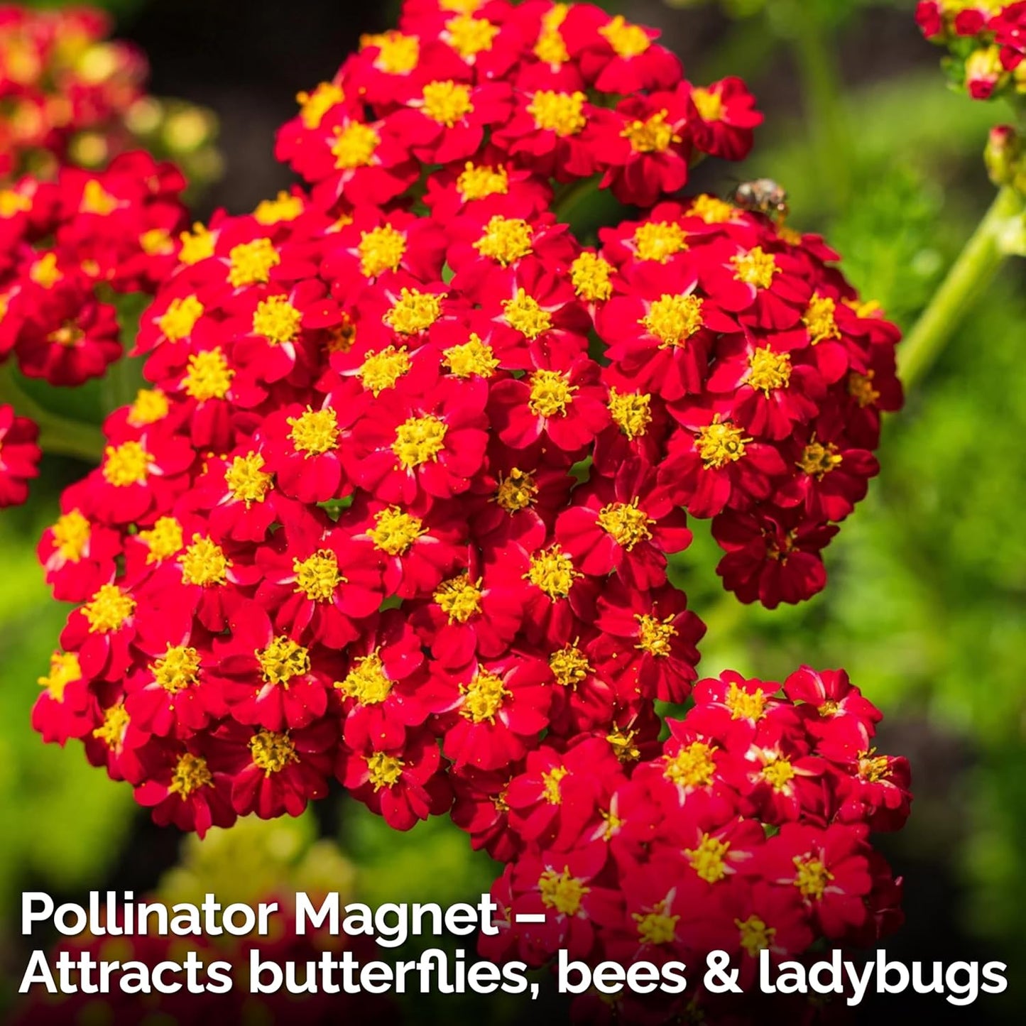 KVITER 7000 Red Yarrow Seeds (Achillea Millefolium Rubra) — Perennial Flower Seeds to Plant Outside, Heirloom & Organic — Native Wildflower Seed for Herb Garden, Beds, Containers & Meadows