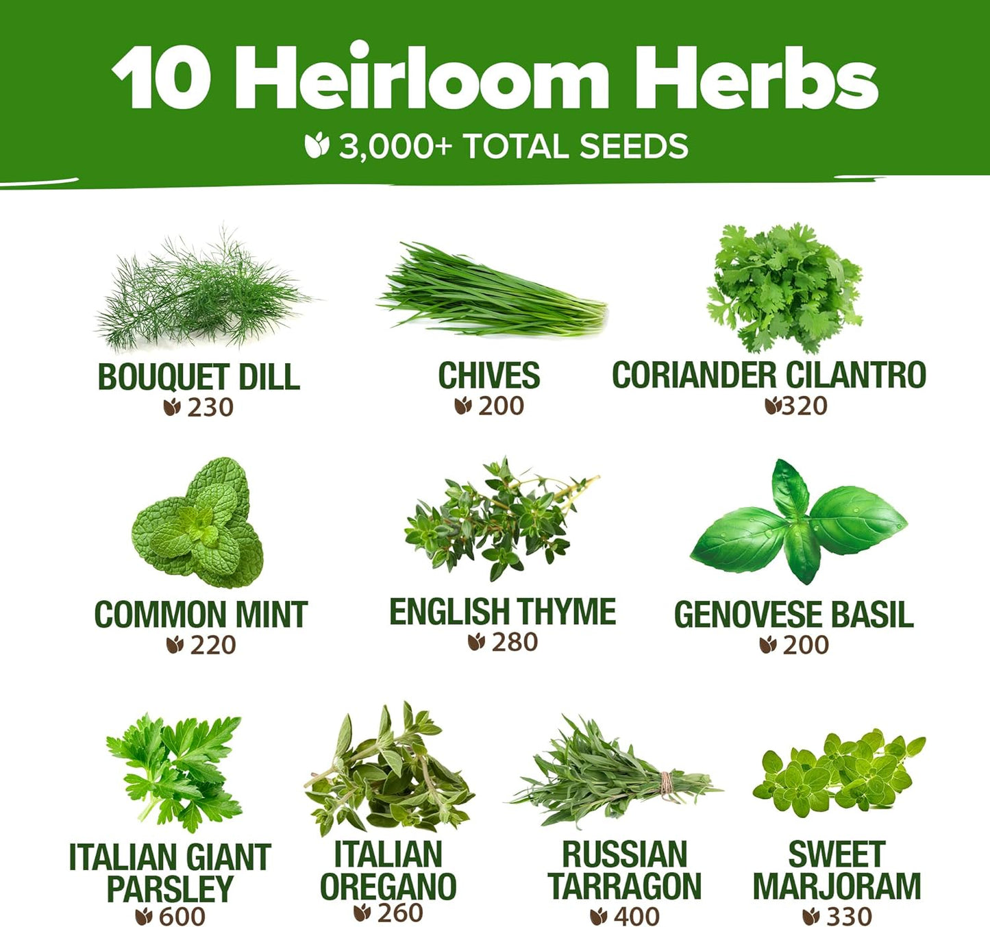 HOME GROWN 10 Herb Seeds for Planting 3,000+ Non-GMO Heirloom Seeds | Extra Large Variety Pack Herb Kit – Indoor Outdoor & Hydroponic | Culinary Seed Set | Grow Your Own Herbs | Gift for Beginners