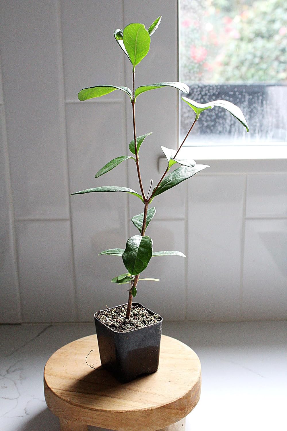 MYSHELFIE Pineapple Guava Starter Plant 5-6 inches, 2 inch Pot, Tropical Evergreen Shrub Edible Fruit Garden Purple Flowering Landscaping Live Vine Starter (3)