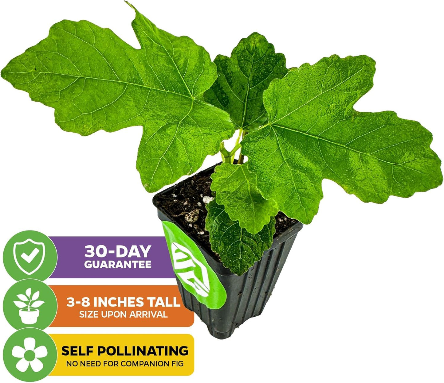 Lattarula Honey Fig (Italian Honey) Live Fig Plant - Ficus carica by Wellspring Gardens - Starter Plant for Your Garden and Patio - Grow Your Own Edible Fruit Tree