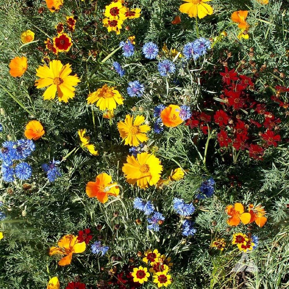 Outsidepride Low Growing Wildflower Seeds - 1 lb Dwarf, & Short, Diverse Perennial & Annual Wild Flower Seed Mix with Long Bloom Season for Colorful Display That Thrives on All States