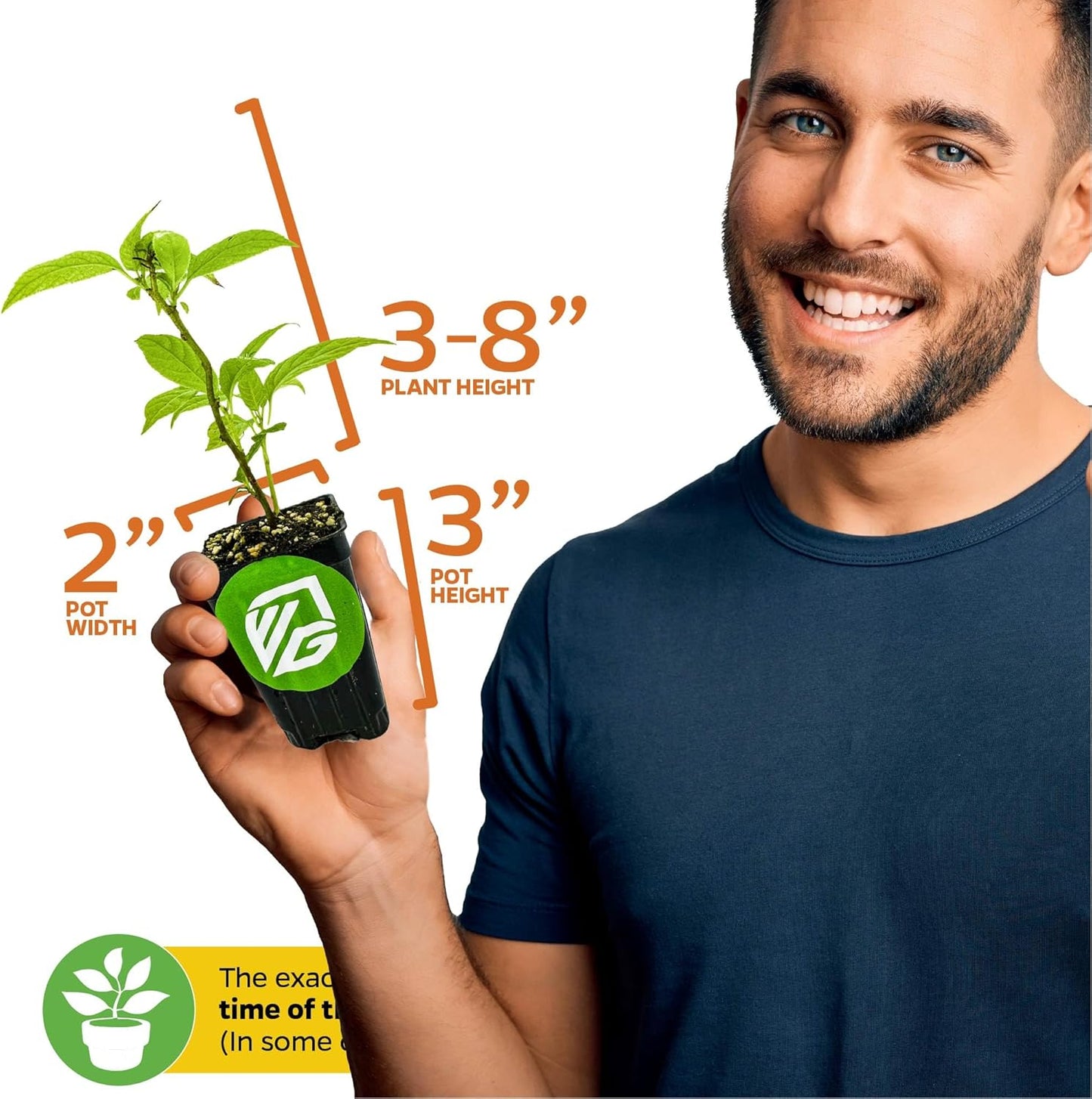 Issai Kiwi Vine Live Plant - Actinidia arguta by Wellspring Garden - Hardy Kiwi Fruit Trees Live Plant - Thriving Fruit Tree Starter for Your Garden - Starter Plant