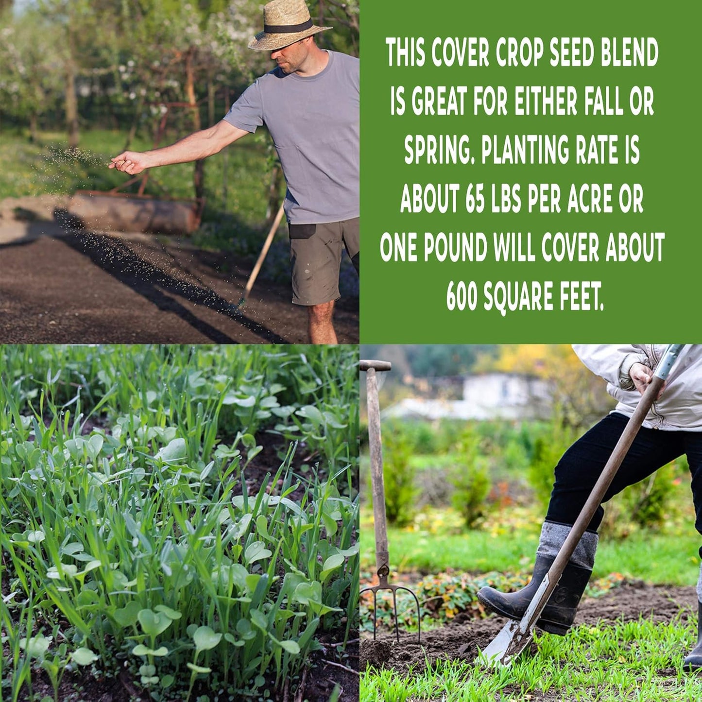 No-Till Farm and Garden Cover Crop Mix Seeds - 25 Lbs Bulk - Blend of Gardening Cover Crop Seeds: Hairy Vetch, Daikon Radish, Forage Collards, Triticale, More
