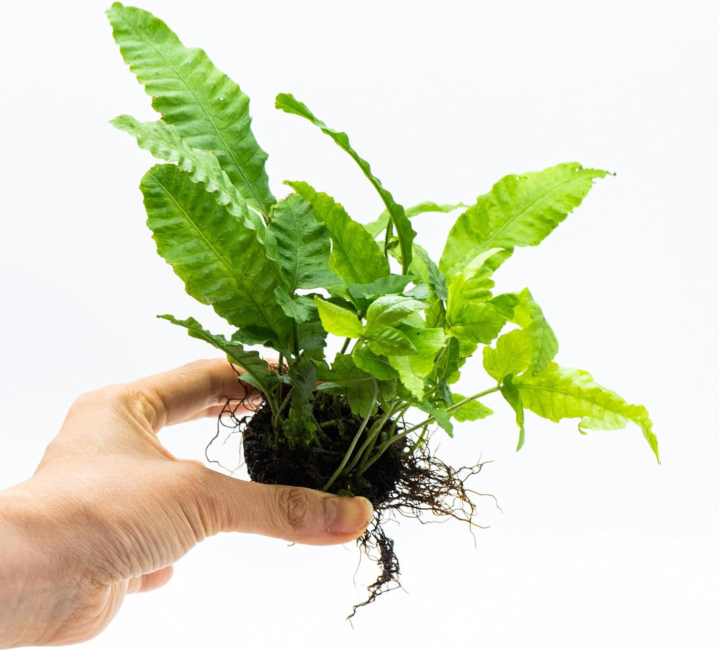 Java Fern Live Aquarium Plants – Windelov, Narrow Leaf & More– Easy Aquascaping Plants for Freshwater Tanks, Low Light, No CO₂ (Bolbitis Heteroclita on Nutripad)