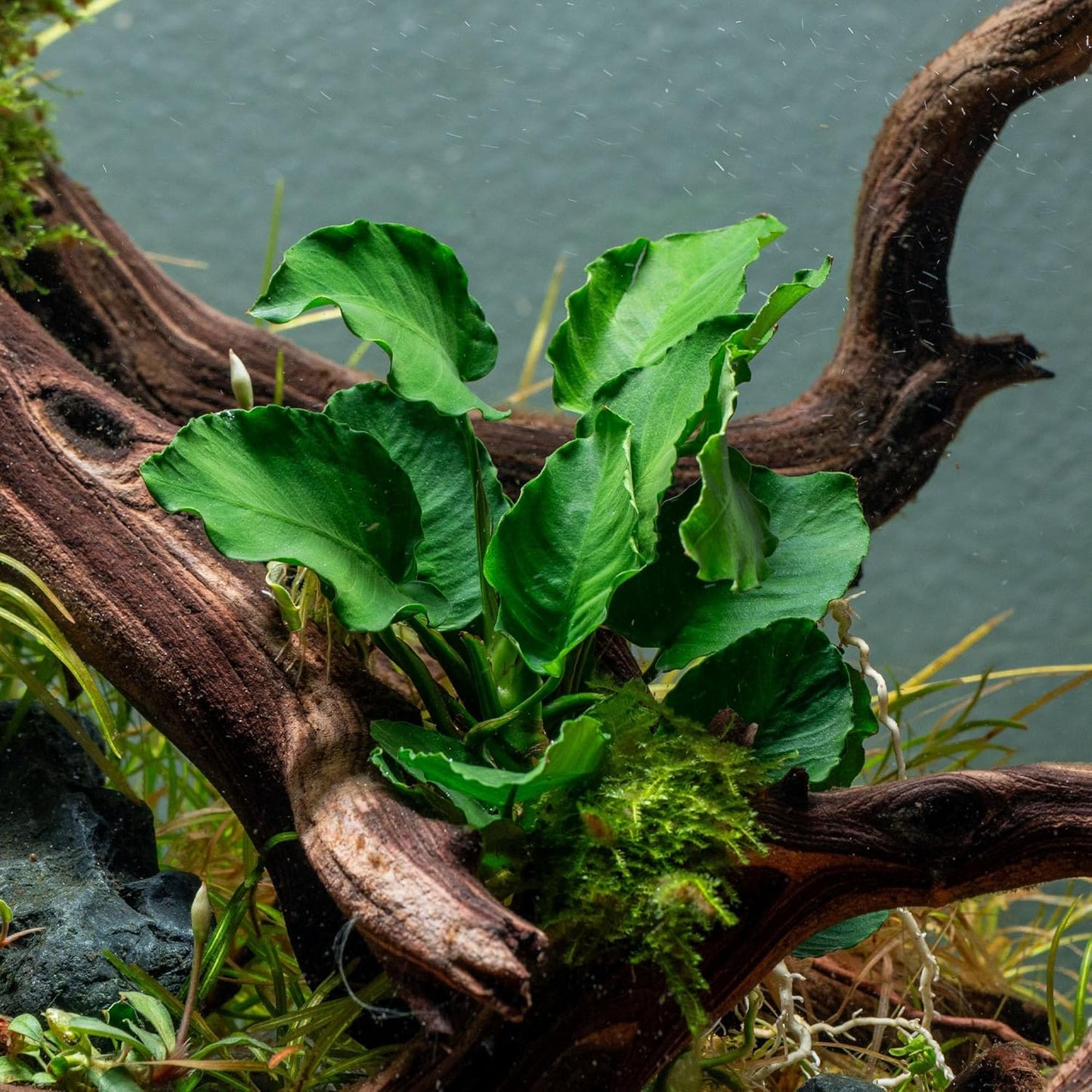 Live Jungle Plants - Anubias Emerald Bloom (Anubias barteri) - Compact Epiphytic Rhizome Plant for Midground Freshwater Aquascapes, Emerald Green Accent - Pot