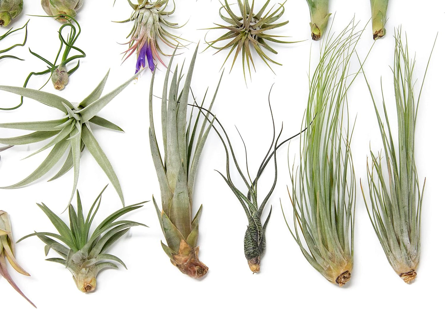 25 Grab Bag Pack Small & Medium Air Plants - Fertilizer Packet - Wholesale - Bulk - Live Tillandsia - Easy Care House Plant - Succulents