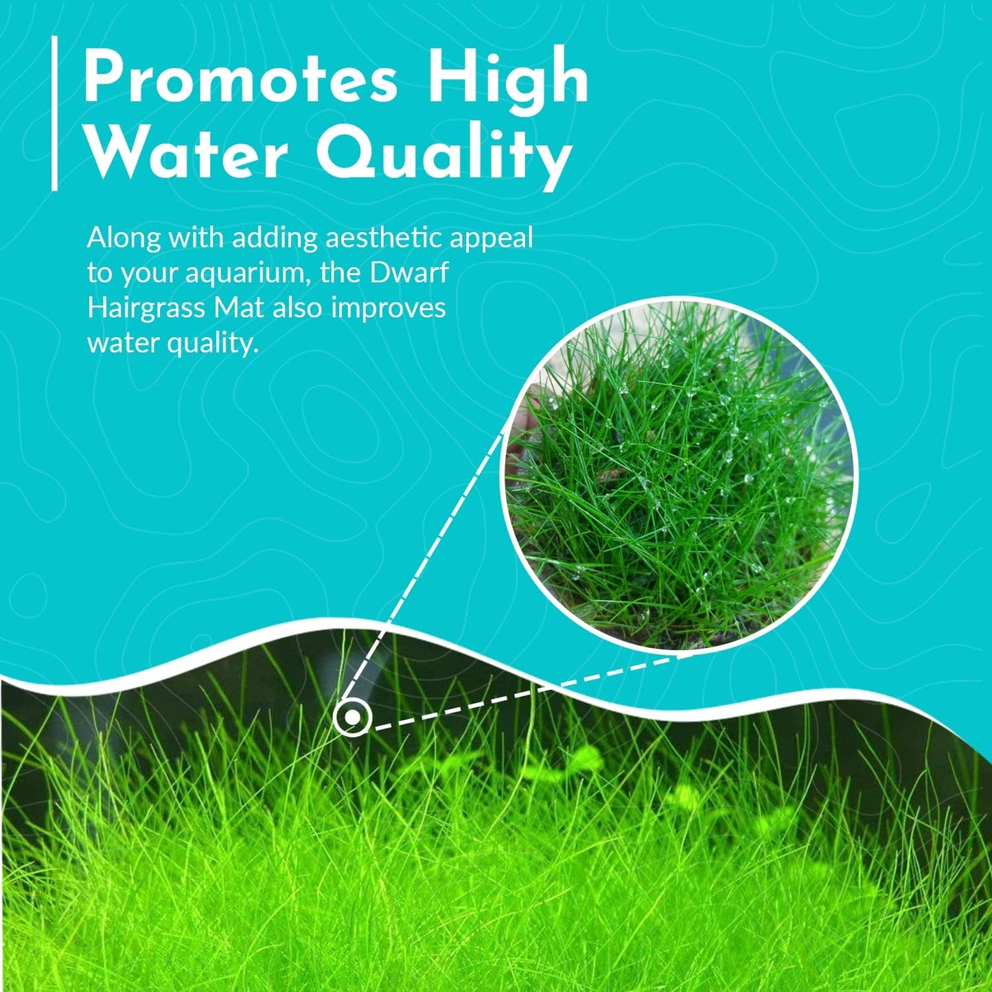 Aquarium Dwarf Hairgrass MAT - All Natural & Organic Aquatic Hair Grass - Help to Filter The Water - Long Lasting & Easy to Care - Suitable for Summer & Winter - 3 X 5 Inch