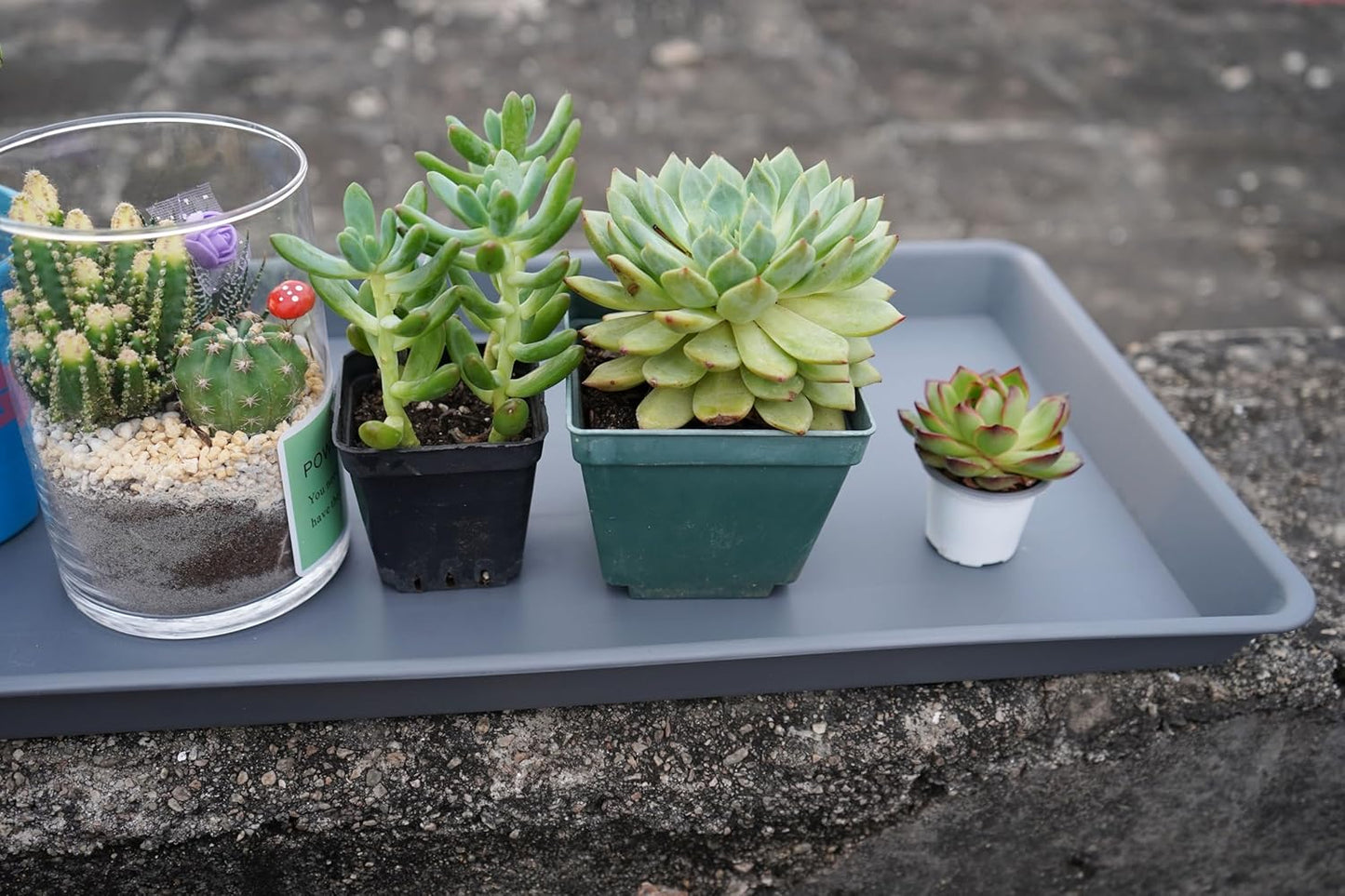 2 Pack Plant Growing Nursery 1020 Trays, Plant Saucer Tray, Heavy Sturdy Seed Starting Trays, Plant Starter Trays for Indoors No Holes, Seed Starter Growing Tray (22"x11.2", Gray)