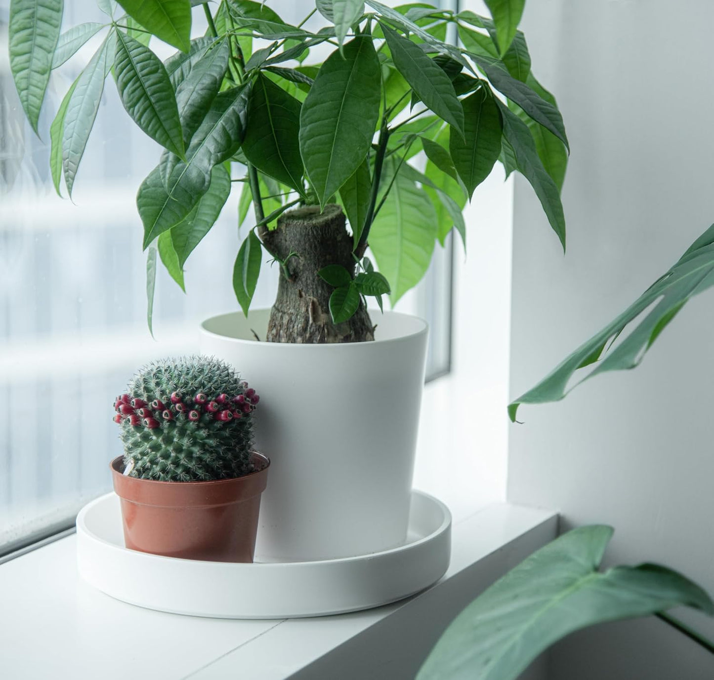 Phoenix Vine 10 Inch Plastic Plant Saucer Water Drip Tray, Heavy Sturdy Round Plant Drainage Tray for Indoors Outdoor, Matte White, 21-TY-10W-1