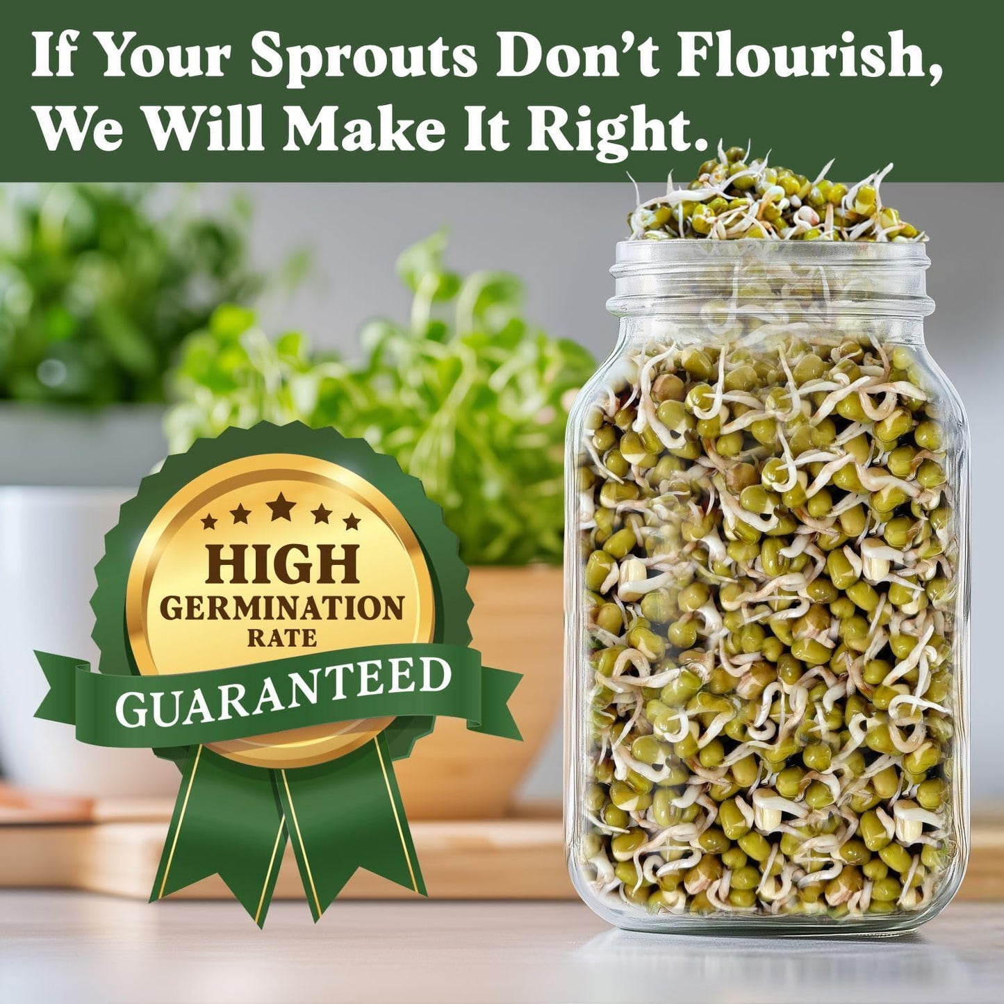 Seedboy Organic Mung Bean Seeds for Sprouting - Non-GMO, USDA Organic Sprouting Seeds Mix - Makes 5 Quarts of Sprouts, 15 Servings (8 oz) (Mung Bean)