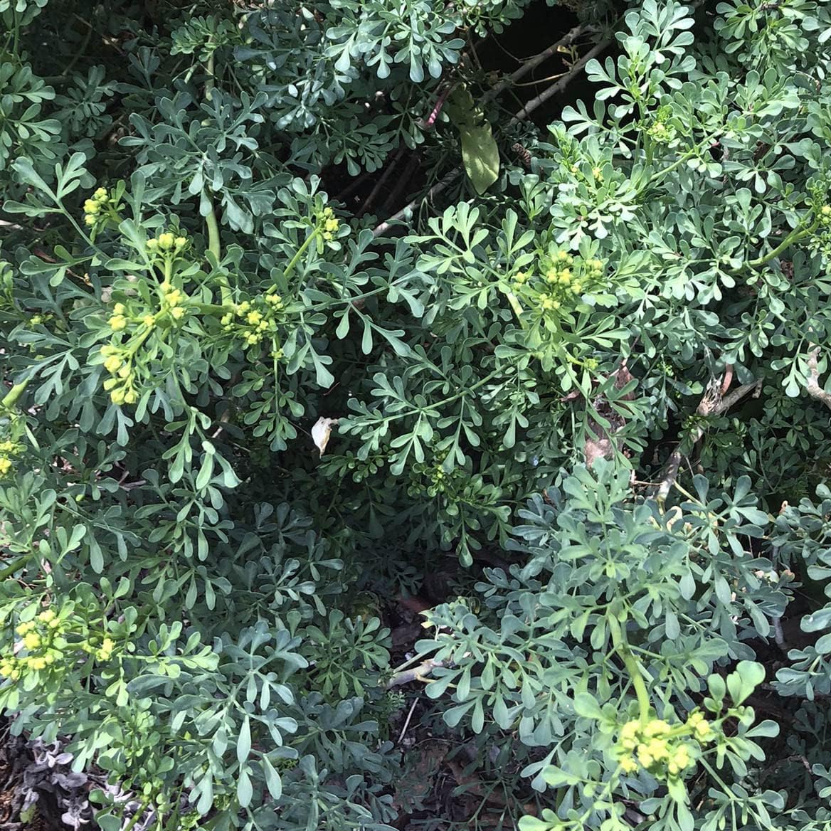 Organic Rue Seeds (Ruta graveolens) 100 Seeds (0.2 Grams) - Common Rue, Garden Rue, German Rue, Herb-of-Grace, Herbe à la Belle-Fille, Herbe de Grâce by Smoke Camp Crafts