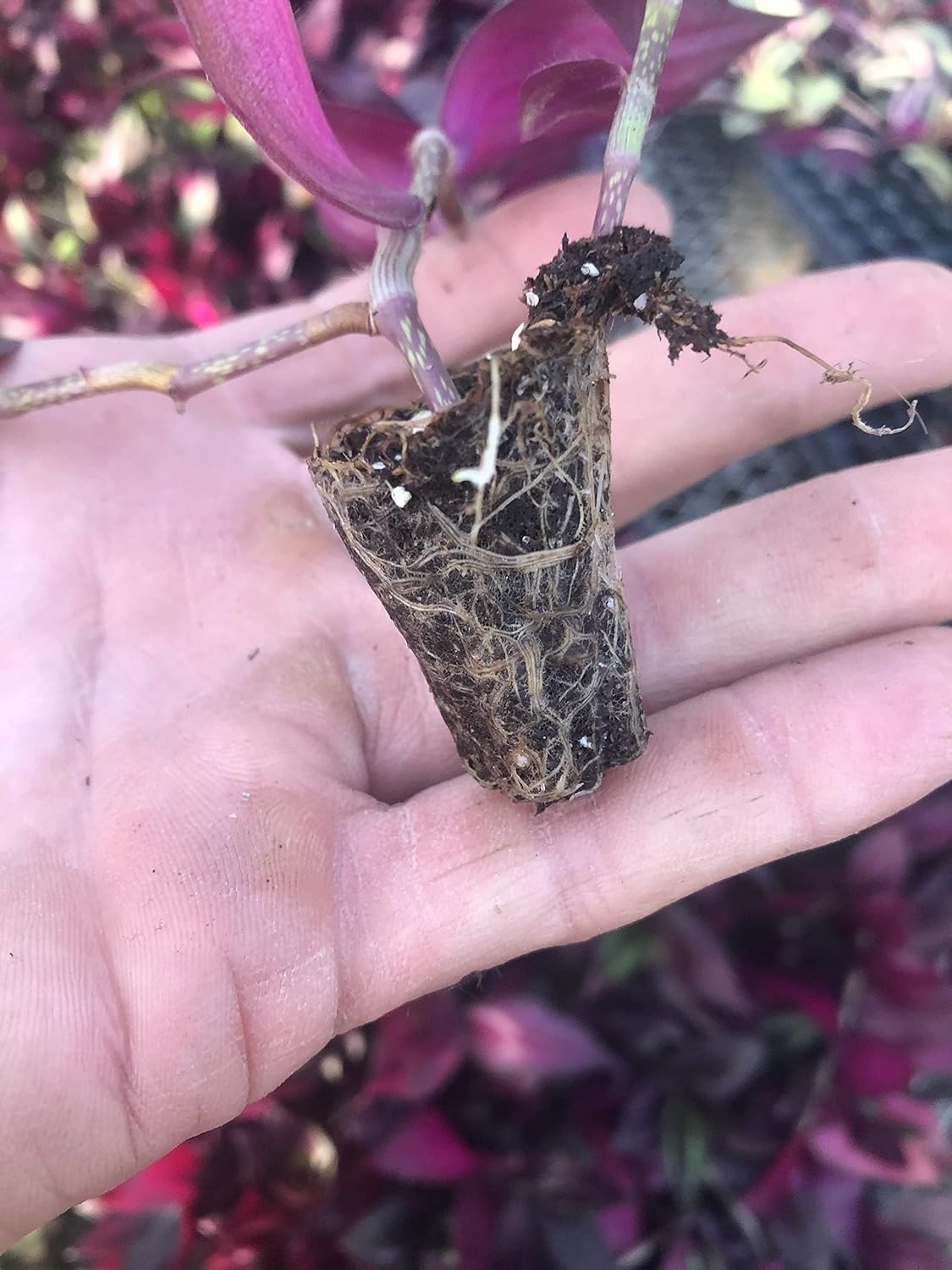 Tradescantia Zebrina ~ 10 Rooted Cuttings ~ Red Gem ~ Rare Wandering Jew (10 Pieces) ~ Air Purifying, Drought Tolerant, Striking Red and Silver Foliage, Easy Care