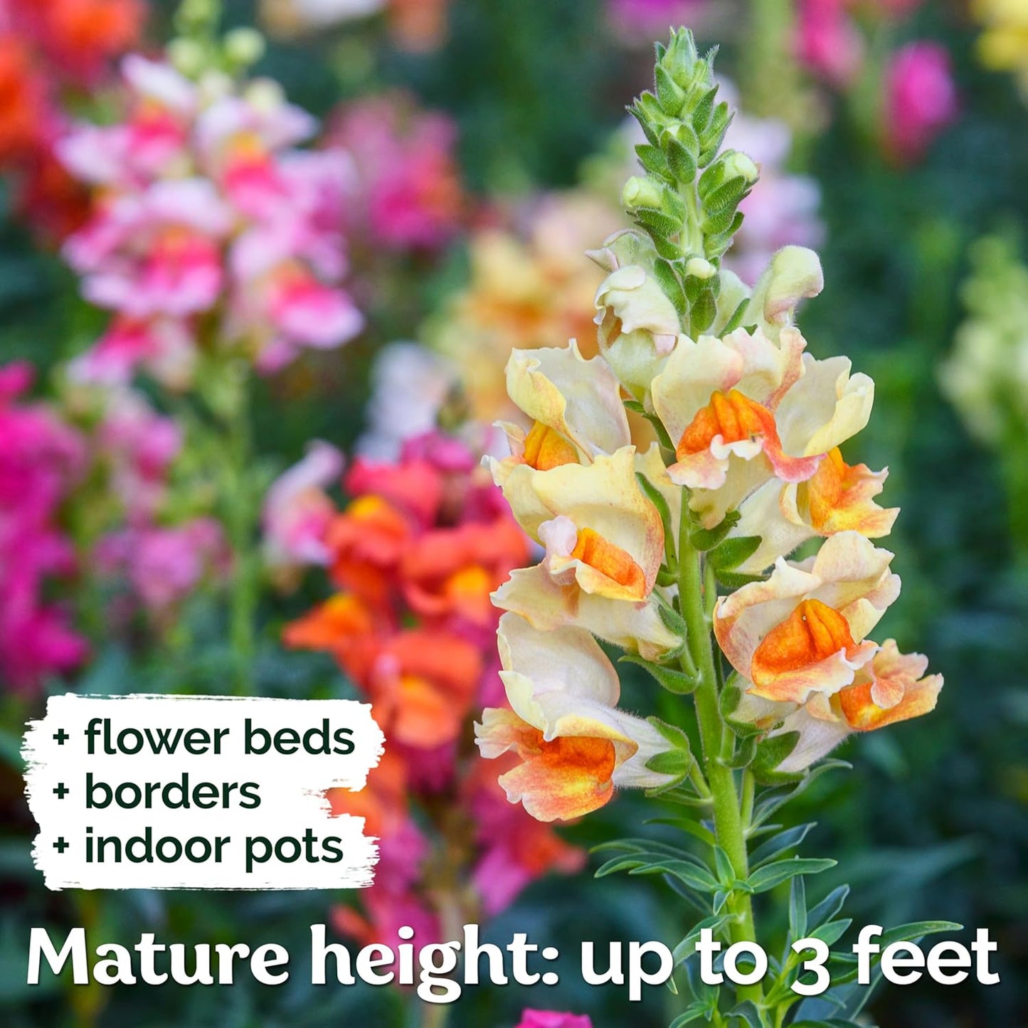 KVITER 1,500 Tetra Mix Snapdragon seeds (Antirrhinum Majus) – Heirloom & Organic Tall Snap Dragon Mix, Annual Flower Garden seeds, Cut Flower Seeds for Planting – Ideal for Outdoor Garden & Containers