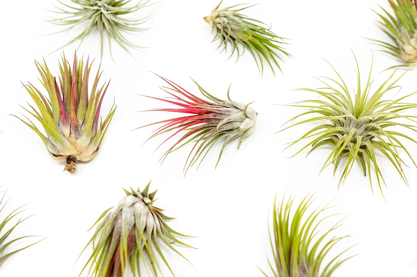 5 Pack Large Air Plants Tillandsia Ionantha Guatemala - Live Succulent House Plants - Available in Wholesale and Bulk - Home and Garden Decor - Easy Care Indoor and Outdoor Plants (Pack of 5)