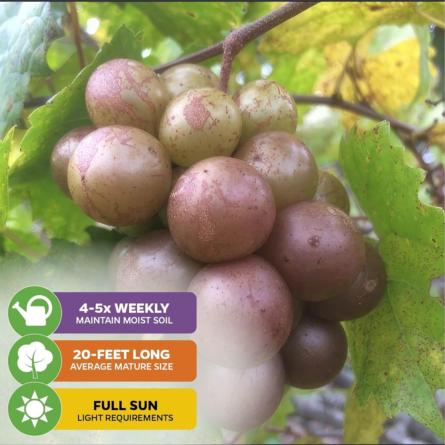 Carlos Muscadine Grape Vine - Vitis rotundifolia - Wellspring Gardens Starter Plant - Live Plant for Outdoor Gardens - Vigorous Grapevine Plants - Ideal for Fruit Gardening in Patio and Garden