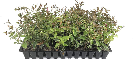Star Jasmine - 40 Live Plants - Jasminum Nitidum - Fragrant Blooming Evergreen Vine