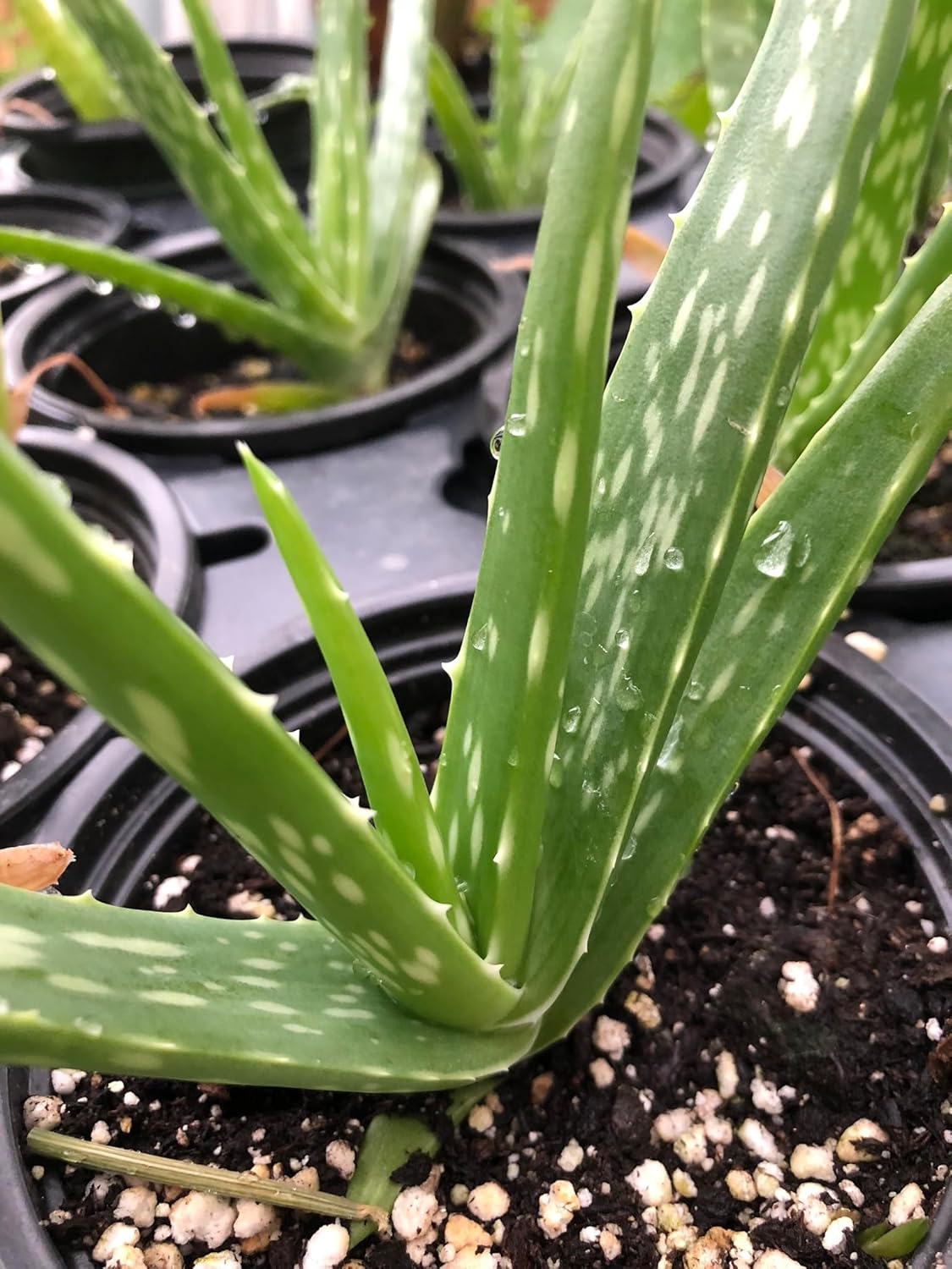 Live Aloe Plant (Aloe barbadensis Miller, Aloe Vera) in 2.5 inch Pot - Easy-to-Grow House Plant
