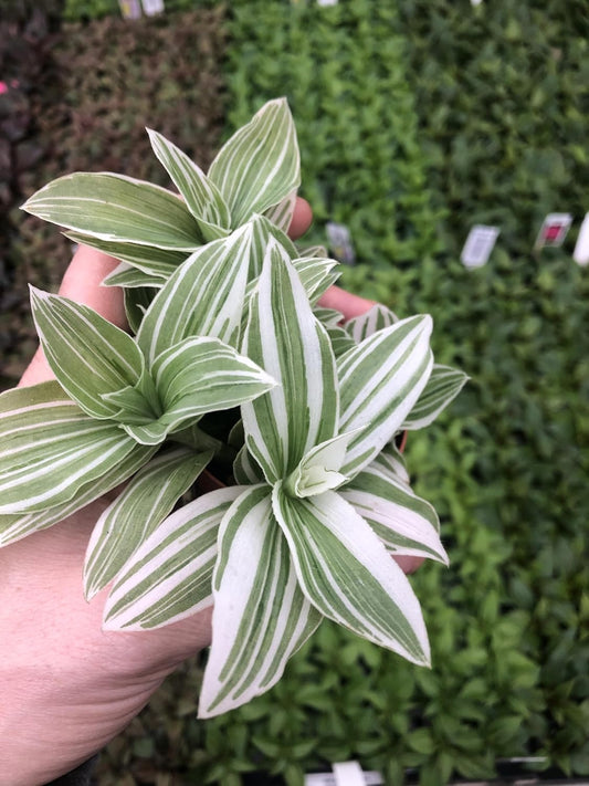 Generic Tradescantia Sanna ~ Variegated Wandering Jew ~ Live houseplant for Home, Office and Garden, Green gray