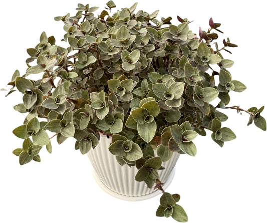 Turtle Vine with White Stripe Succulent, Live Callisia Repens Sedum Succulent in 4" Pot, House Plant Home Office Wedding Decoration DIY Projects Party Favor