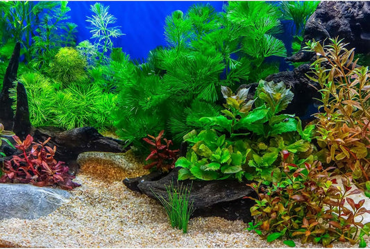 Aquarium Background Underwater Grass Leaves with Pebble Aquarium Backdrop Vivid and Fresh Green Aquatic Plant Stone River Bed and Lake Fish Deadwood Tank Background Decor Vinyl 48x20in
