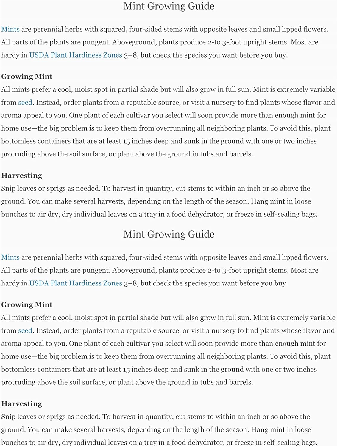 Mojito Mint Live Plant (mentha x villosa)