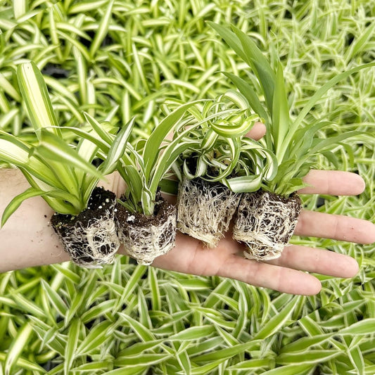 Spider Plant Variety Pack - 4 Spider Plants Live House Plants - Ocean, Hawaiian, Green, Bonnie Curly - Perfect for Home Garden & Office Decor - Ideal for Indoor Air Quality & Easy to Care