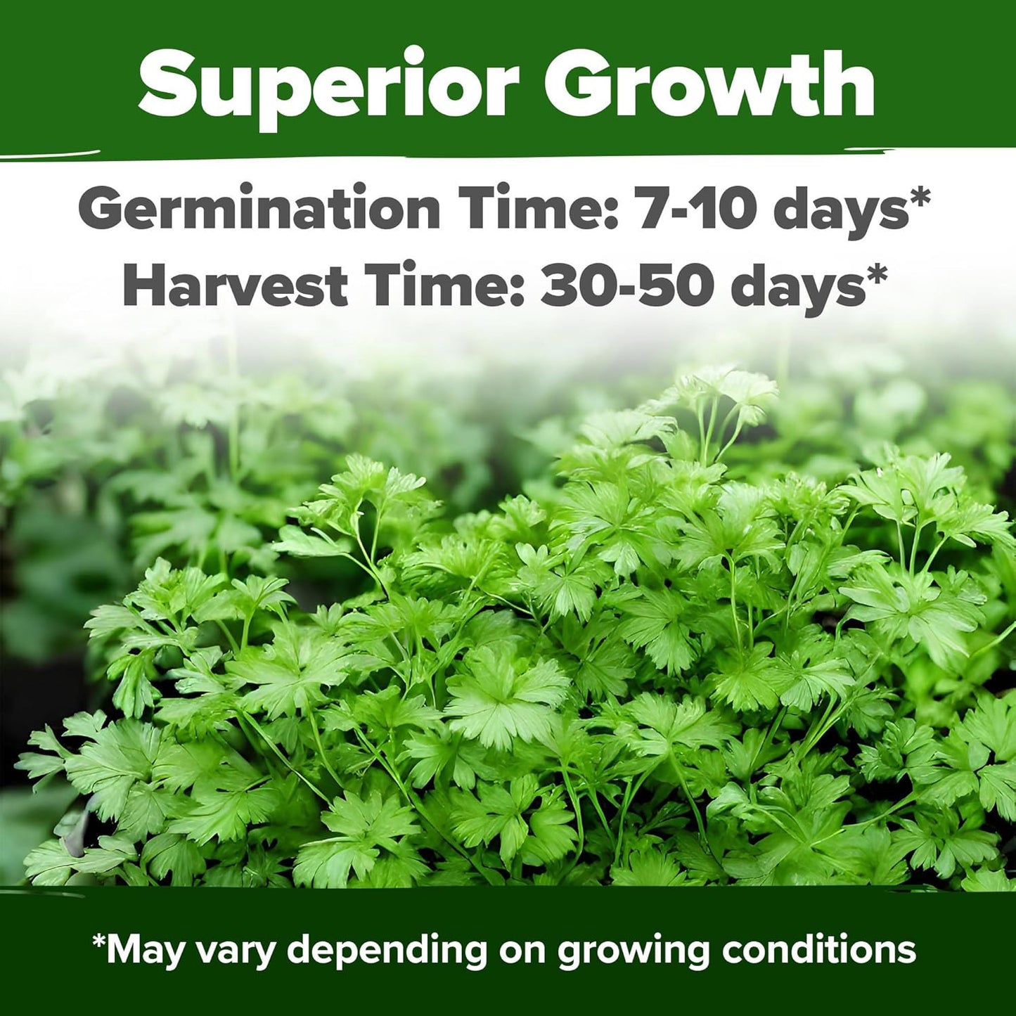 HOME GROWN 𝗨𝗦𝗔 𝗣𝗥𝗘𝗠𝗜𝗨𝗠 1000+ Cilantro Seeds for Planting Indoors or Outdoors - Non-GMO Heirloom Herbs, Coriander Plant Seeds - Complete Your Herb Seeds Collection for Your Indoor Herb Garden