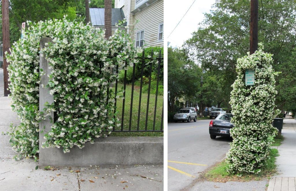 Confederate Jasmine Fragrant Evergreen Vine - Quart Pot