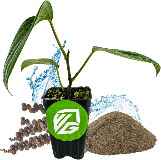 Black Pepper - Piper nigrum - Wellspring Gardens Starter Plant, Live Peppercorn Tree, Herb for Indoor/Outdoor Growing, Dwarf Fruit Plant, Ready for Planting in Gardens, Variety for Cooking and Spices