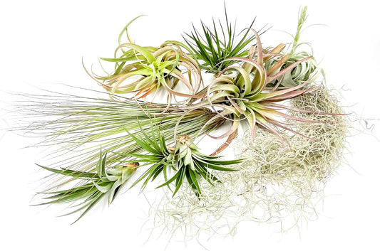 Holiday Hosting Gift Box Giant - 13ct -Tillandsia Air Plant Set - Live Arrival Guaranteed - House Plants for Home Decor & Gift