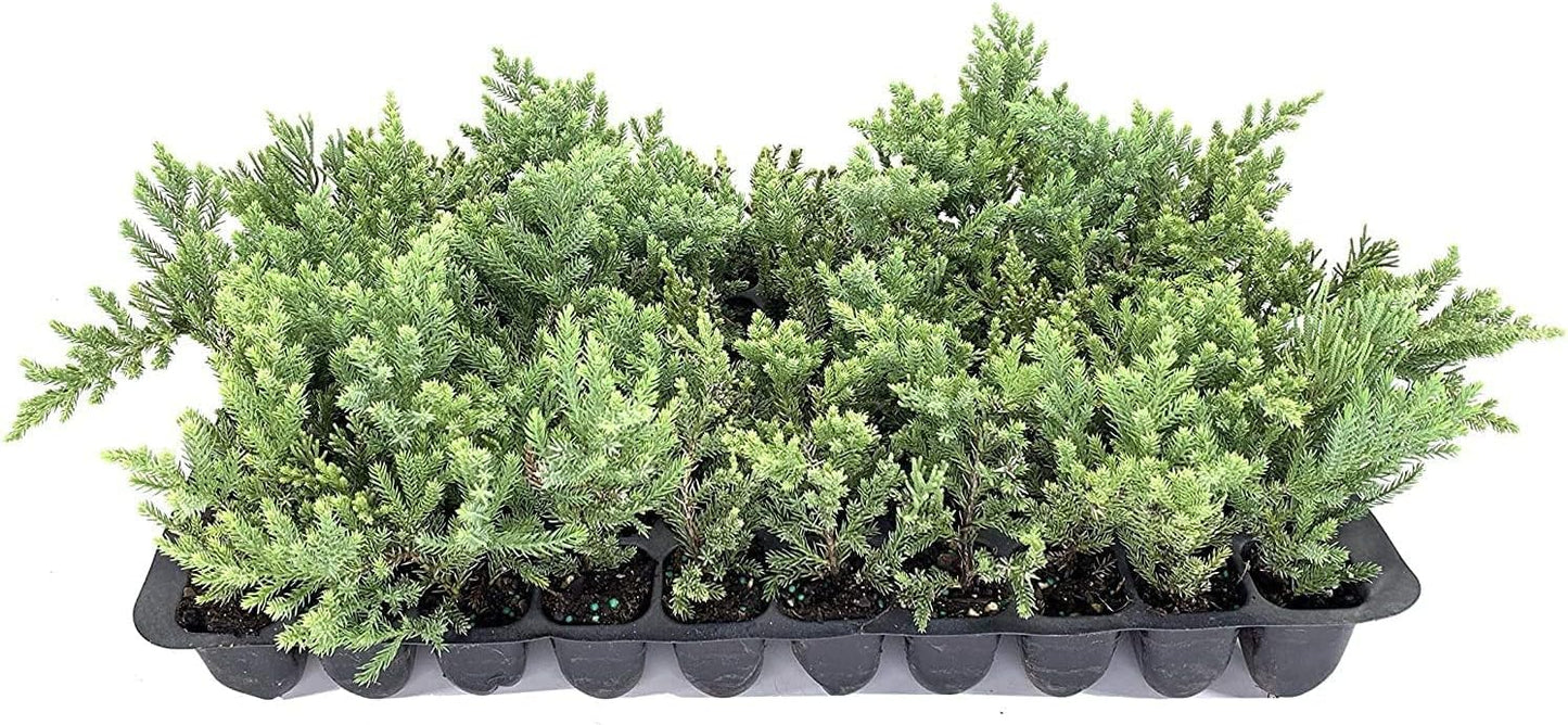 San Jose Juniper | 20 Live Plants | Juniperus Chinensis | Bonsai Drought Tolerant Cold Hardy Evergreen Groundcover