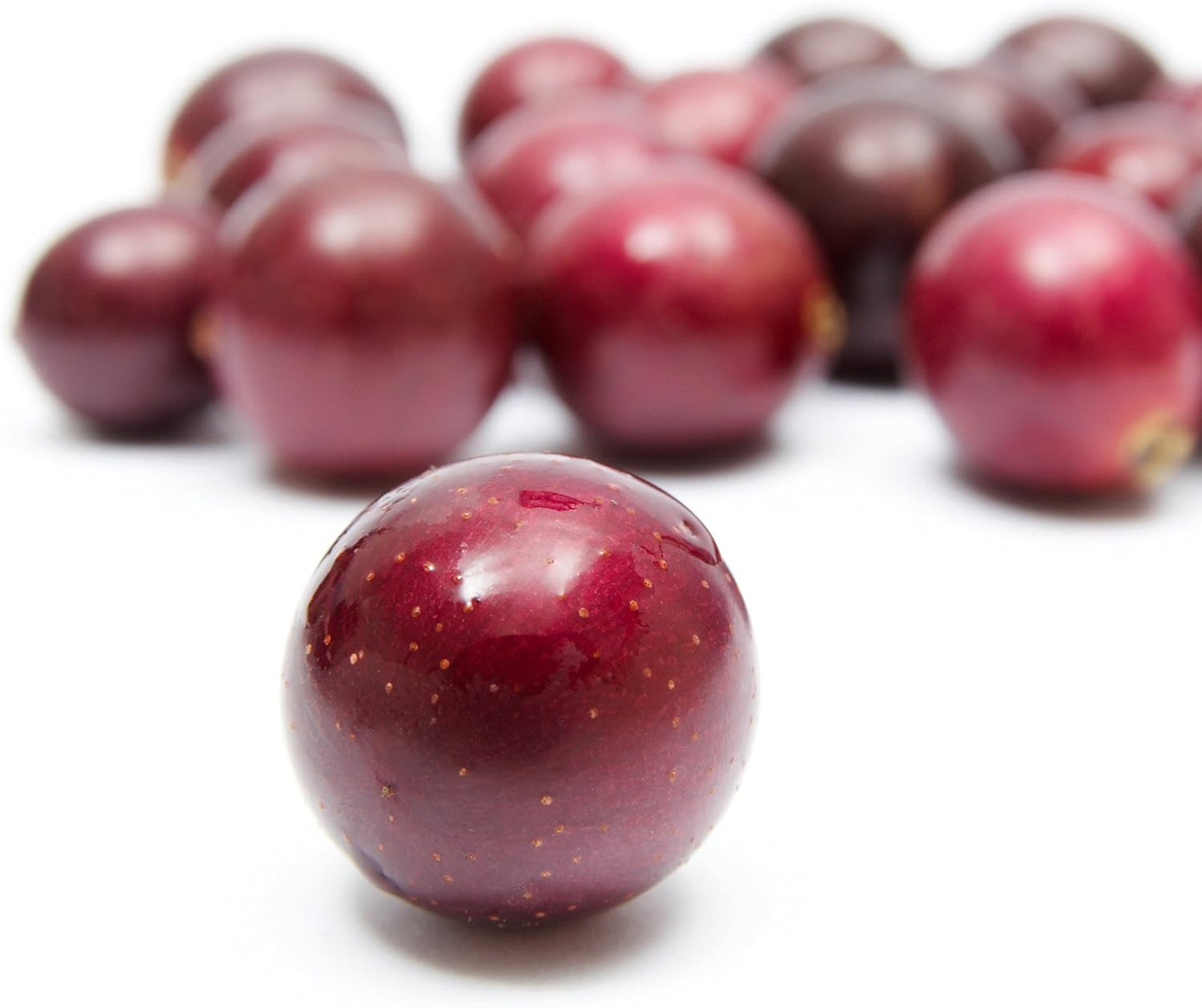 Alachua Muscadine Grape Vine - Vitis rotundifolia - Wellspring Gardens Starter Plant - Live Plant for Outdoor Gardens - Vigorous Grapevine Plants - Ideal for Fruit Gardening in Patio and Garden