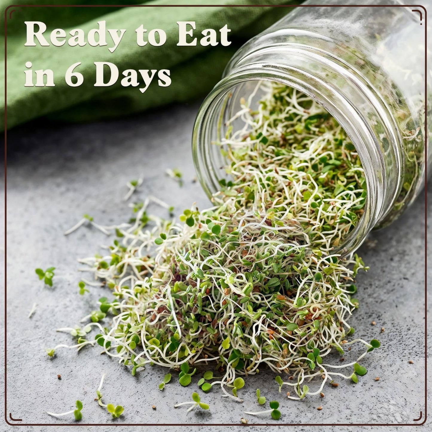 Seedboy Organic Clover Seeds for Sprouting - Non-GMO, USA Grown Microgreens Sprouting Seeds Mix - Makes 8 Quarts of Sprouts, 24 Servings (8 oz) (Red Clover)