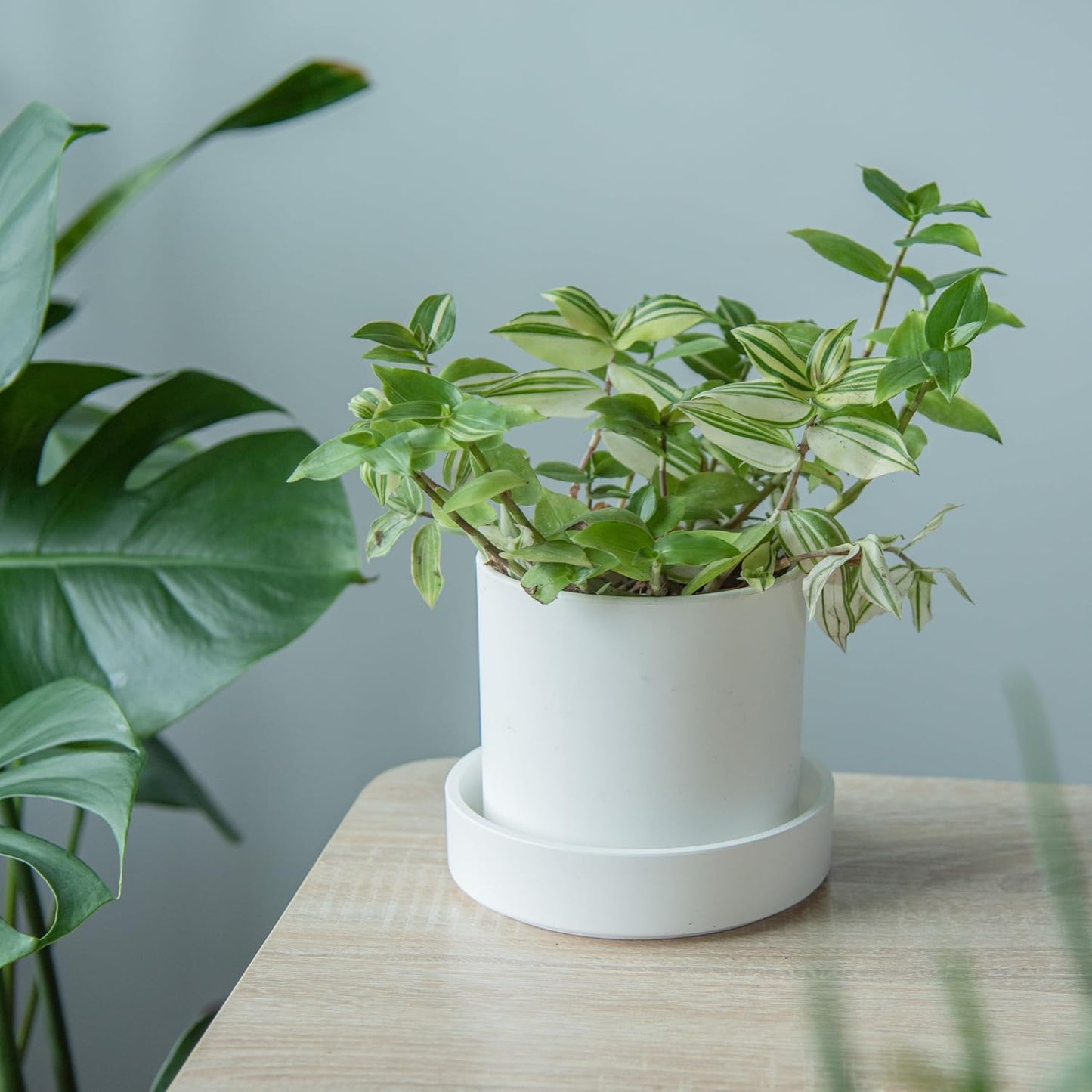 Phoenix Vine 6 Inch Plastic Plant Saucer Water Drip Tray, Heavy Sturdy Round Plant Drainage Tray for Indoors Outdoor, Set of 2, Matte White, 21-TY-6W-2