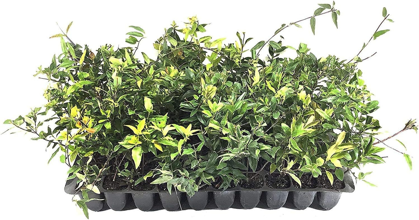 Carolina Jasmine | 60 Live Plants | Gelsemium Sempervirens | Fragrant Yellow Blooms, Evergreen Vine, Low Maintenance, Fast Growing, Climbing, Attracts Pollinators, Garden Trellis