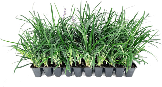 Super Blue | 5 Live Plants | Liriope Muscari | Ground Cover Plant, Ornamental Grass, Drought Tolerant, Low Maintenance, Evergreen Foliage, Purple Flower Spikes, Shade Garden Favorite, Easy to Grow