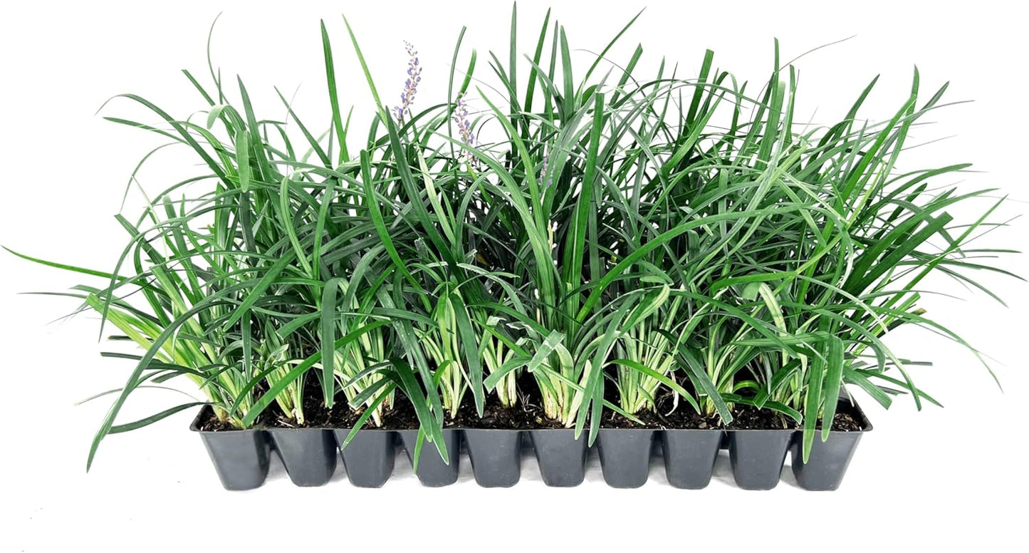 Liriope Super Blue | 20 Live Plants | Liriope muscari 'Super Blue' | Ornamental Ground Cover Plants | Shade-Tolerant Landscaping Perennial
