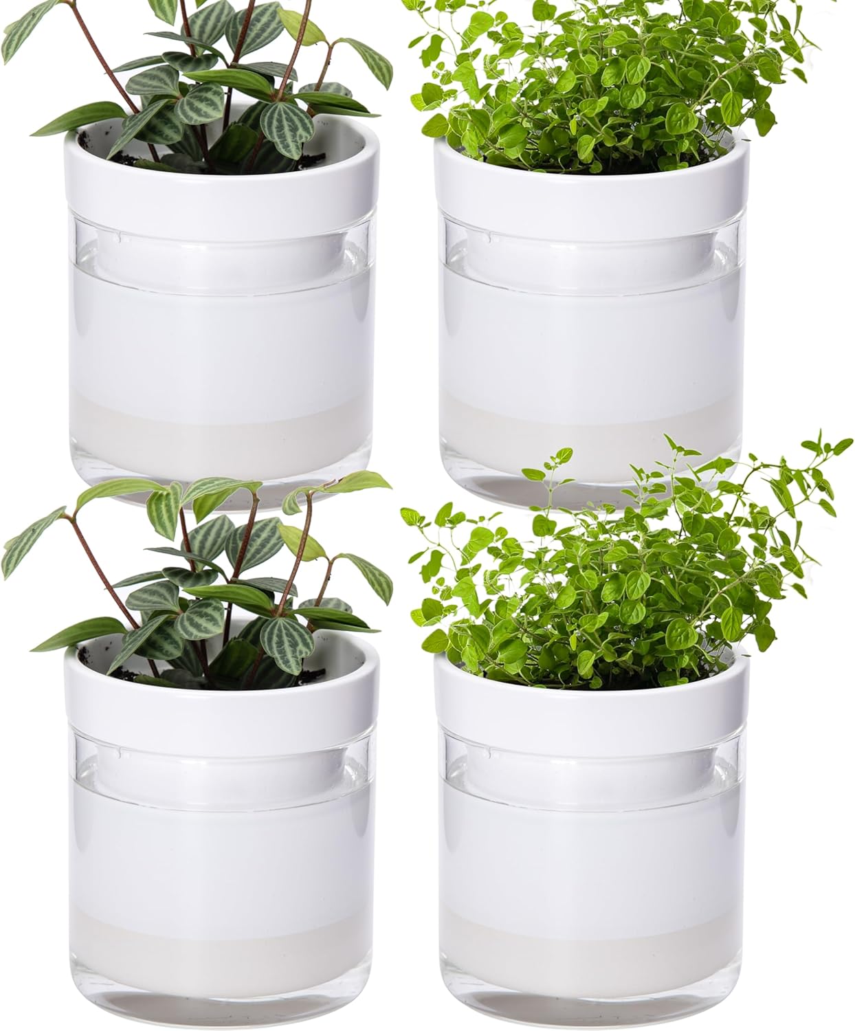 Phoenix Vine 4 Inch Self Watering Planter, White Terracotta Clay Pot with Glass Reservoir for Indoor Plants, Herbs, Flowers, Set of 4, 52-B-E-4