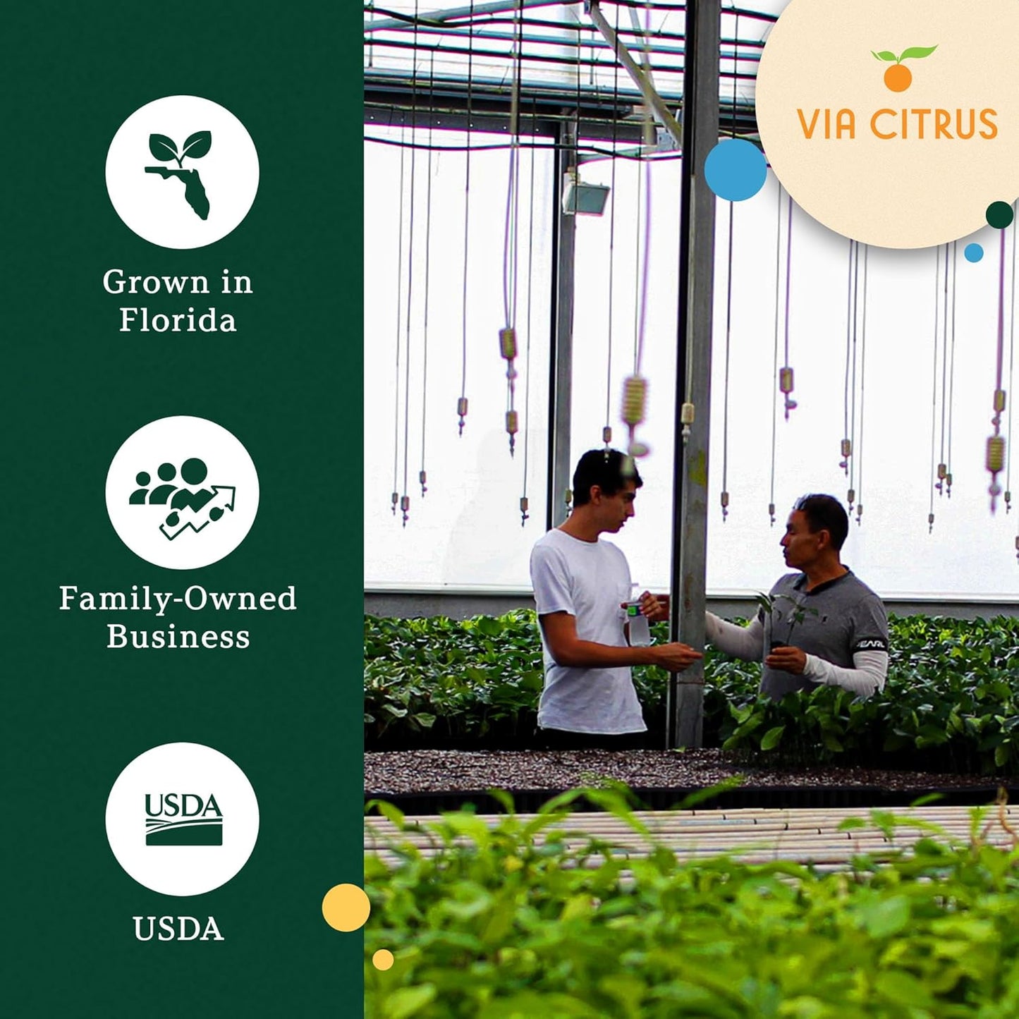 Yuzu Citrus Fruit Trees Live Plants 14-18" Tall - Outdoor Planting & Indoor Fruit Trees Live Plants, No Shipping to CA, AZ,TX,LA - Yuzu Tree Plant, Wild Mandarin Orange Tree Variety by Via Citrus