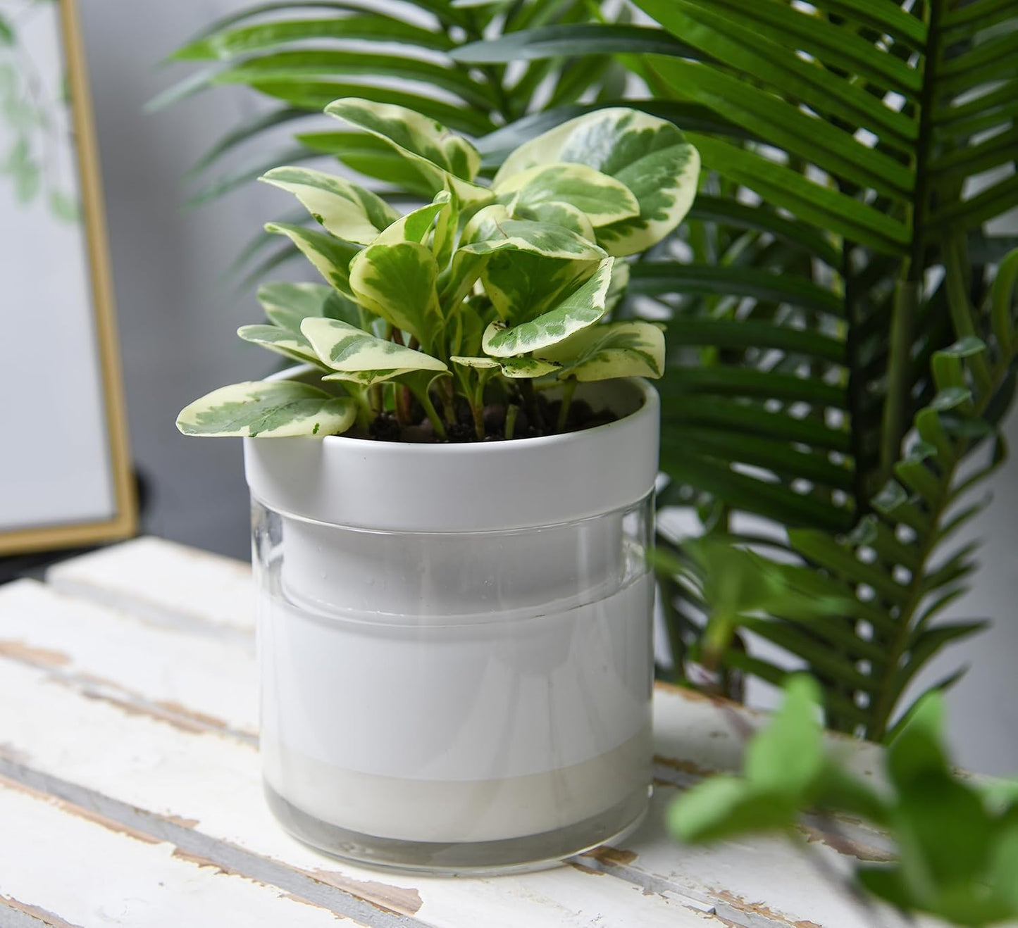 Phoenix Vine 6 Inch Self Watering Planter, White Terracotta Clay Pot with Glass Reservoir for Indoor Plants, Herbs, Flowers, Set of 1, 52-B-F-1