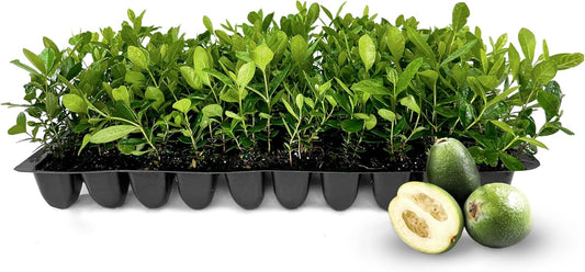 Pineapple Guava - 3 Live Plants - Feijoa Sellowiana - Edible Fruit and Flowering Foliage