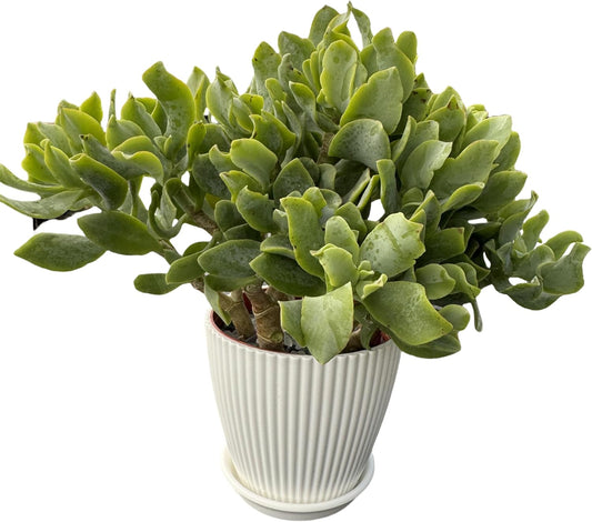 Ripple Jade with White Stripe Pot, Live Crassula Arborescens Undulatifolia, Rare Cute Succulent Plant in 4" Planter, Home Office Décor
