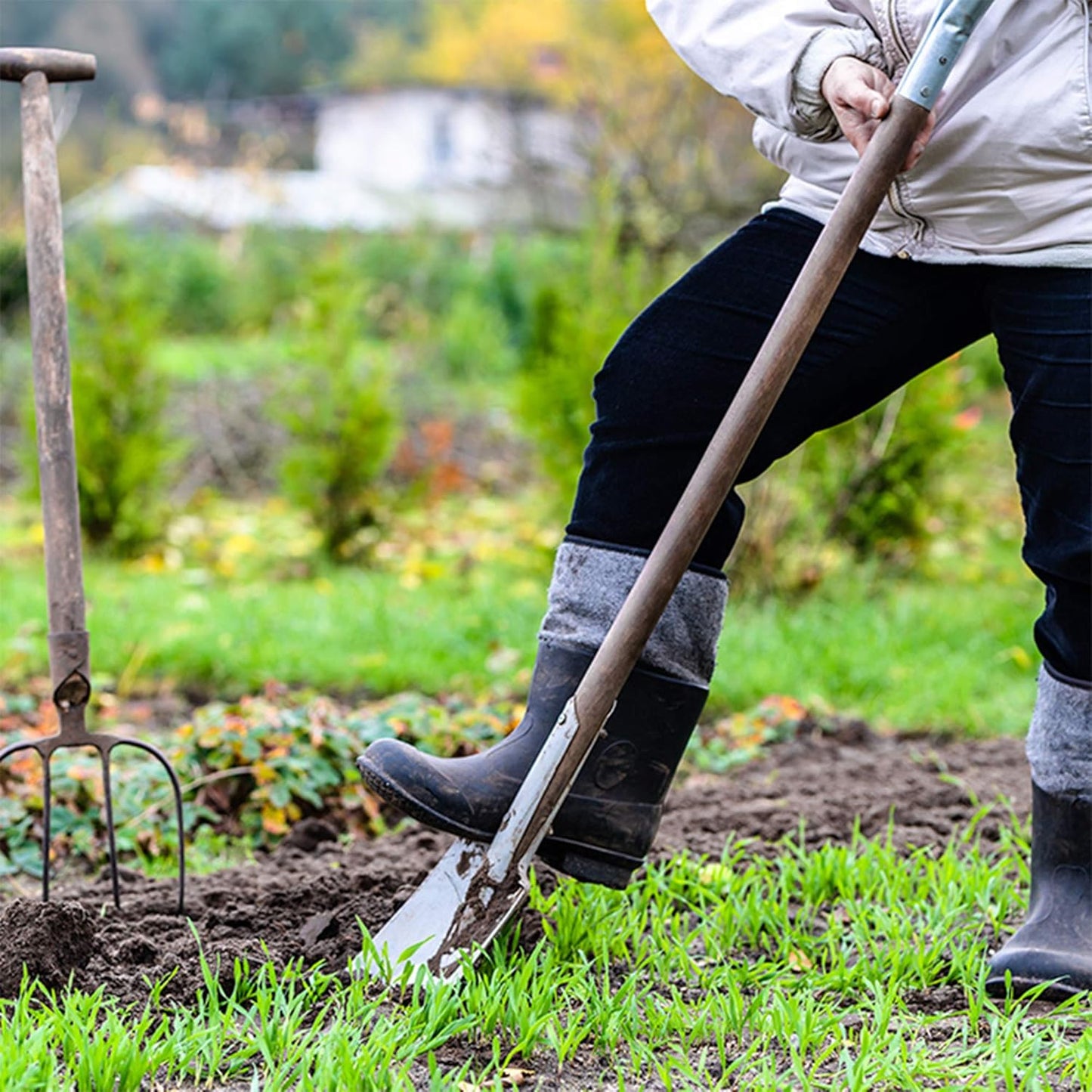 Crimson Clover Seeds (Coated) - 1 Lb - Garden Cover Crop, Non-GMO, Open Pollinated, Perennial, Heirloom - Coated for Easy Planting