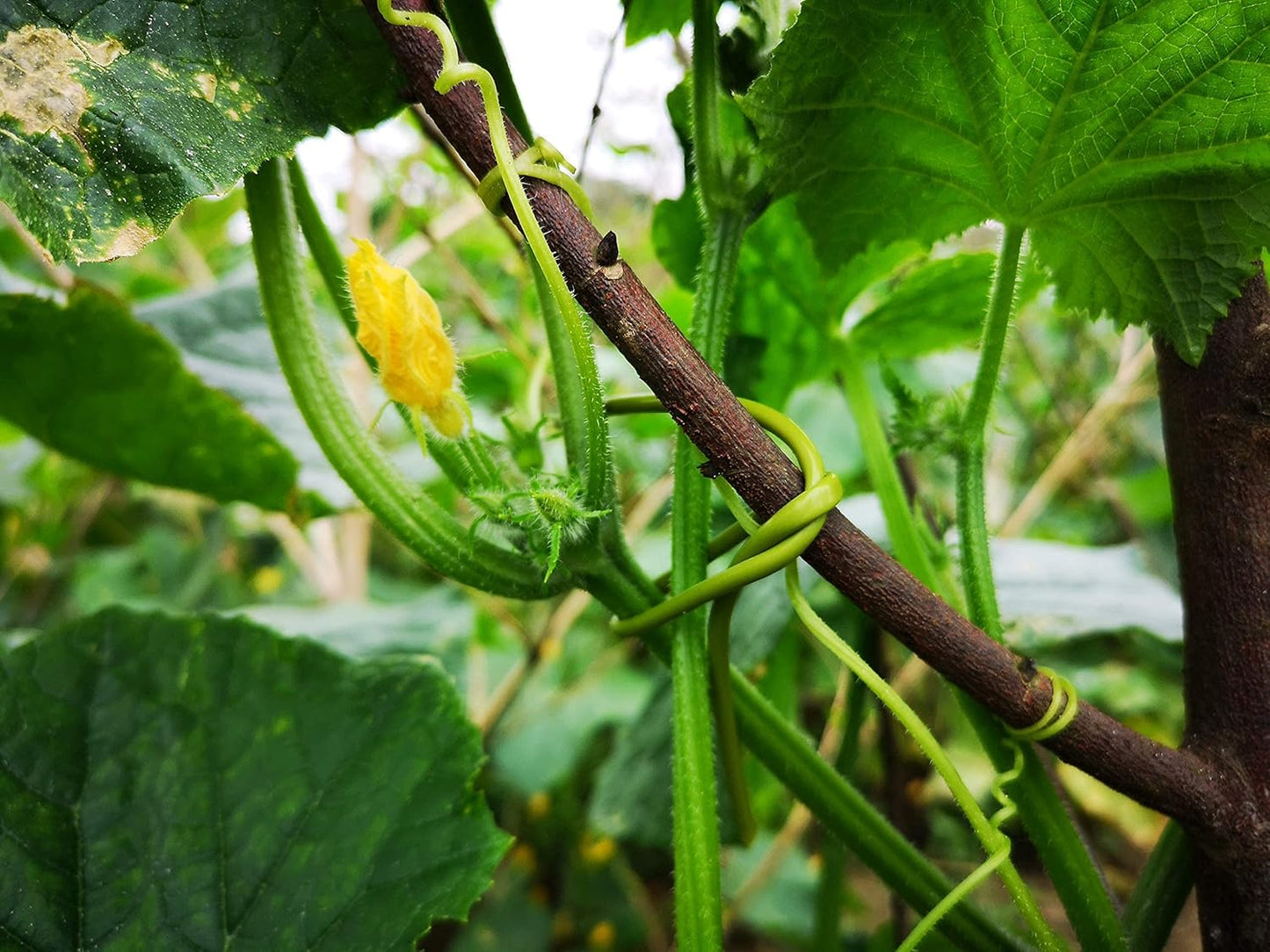 TIPU Soft Rubber Garden Rope Twine, Soft Hollow Stretchy Plant Support and Garden Twine, Green, 262 FT