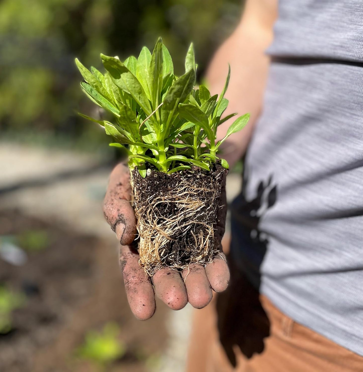 64 Outdoor Plants - Flowering Garden for Full Sun to Support Pollinators Including Perennial Native Plants Purple Coneflower, Butterfly Milkweed, Wild Bergamot and Smooth Blue Aster