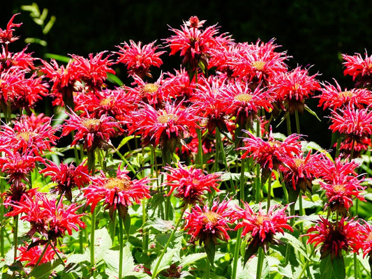 Greenwood Nursery: Live Perennial Plants - Bee Balm Jacob Cline + Monarda Didyma - [Qty: 1x Pint Pot] - (Click for Other Available Plants/Quantities)