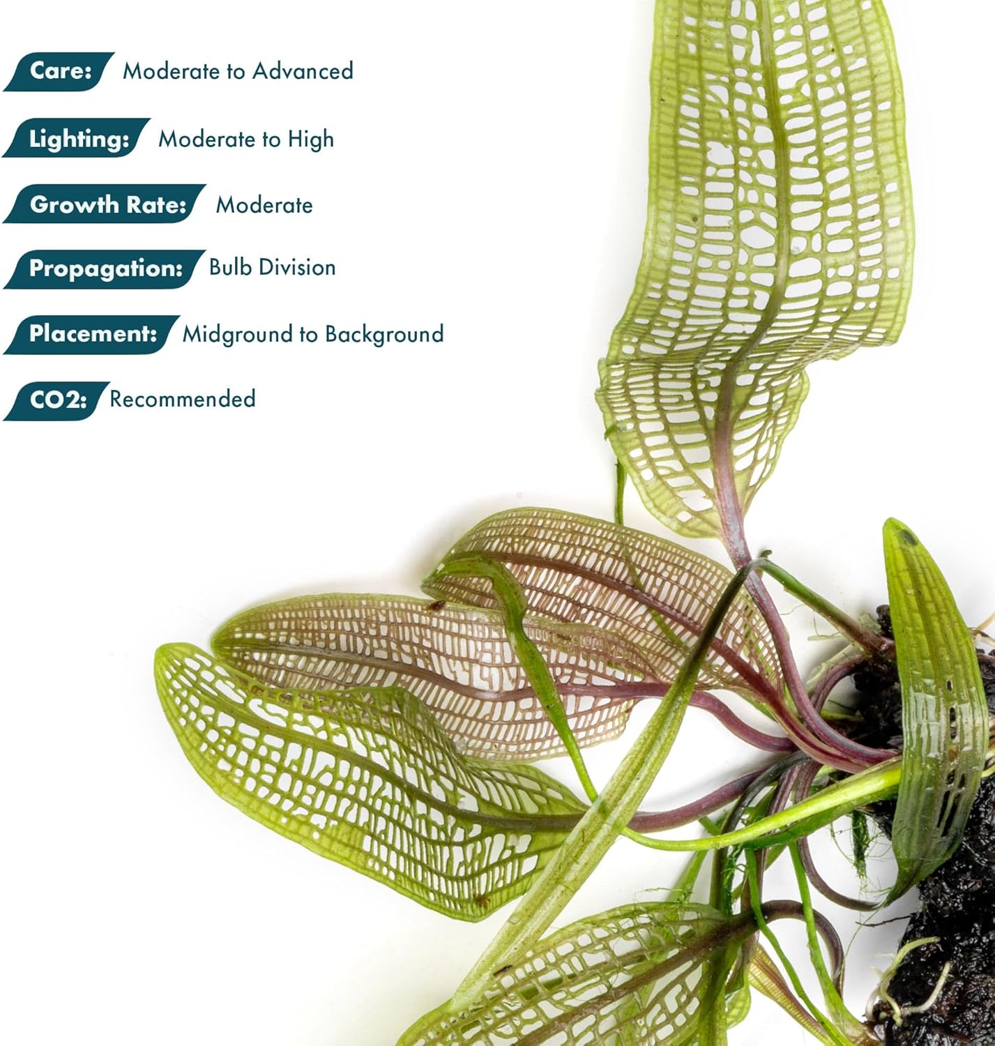 Live Plants – Madagascar Lace Plant (Aponogeton madagascariensis) – Medium to High Light, Light to Dark Green Color, Midground to Background, Lace Leaf - Bulb/Bunch, 1 Pack