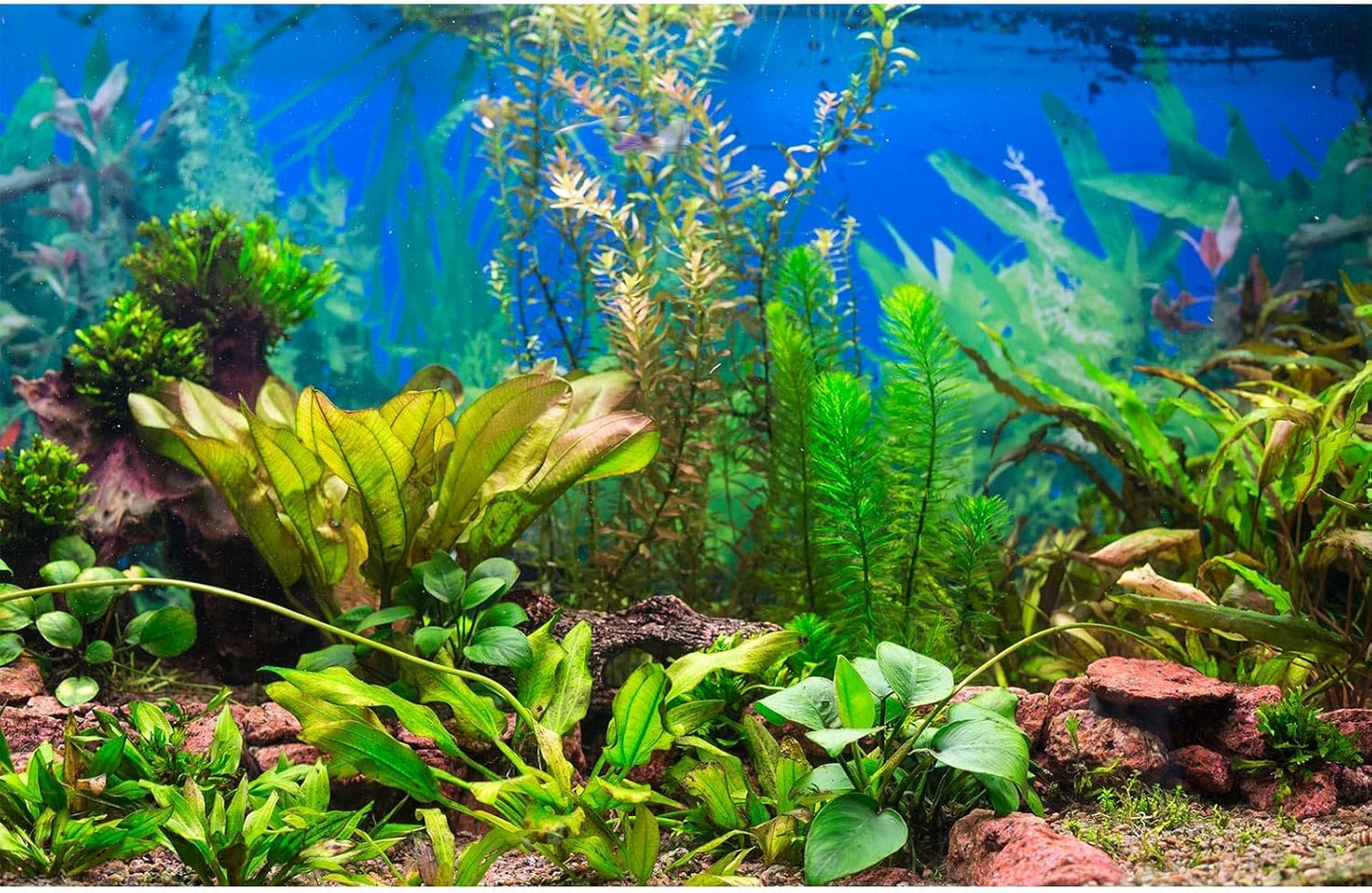 Aquarium Background Various Underwater Grass Plants Aquarium Backdrop Vivid and Fresh Green Aquatic Plants Stone River Bed and Dead Wood Purple Stone Fish Tank Background 36x20in